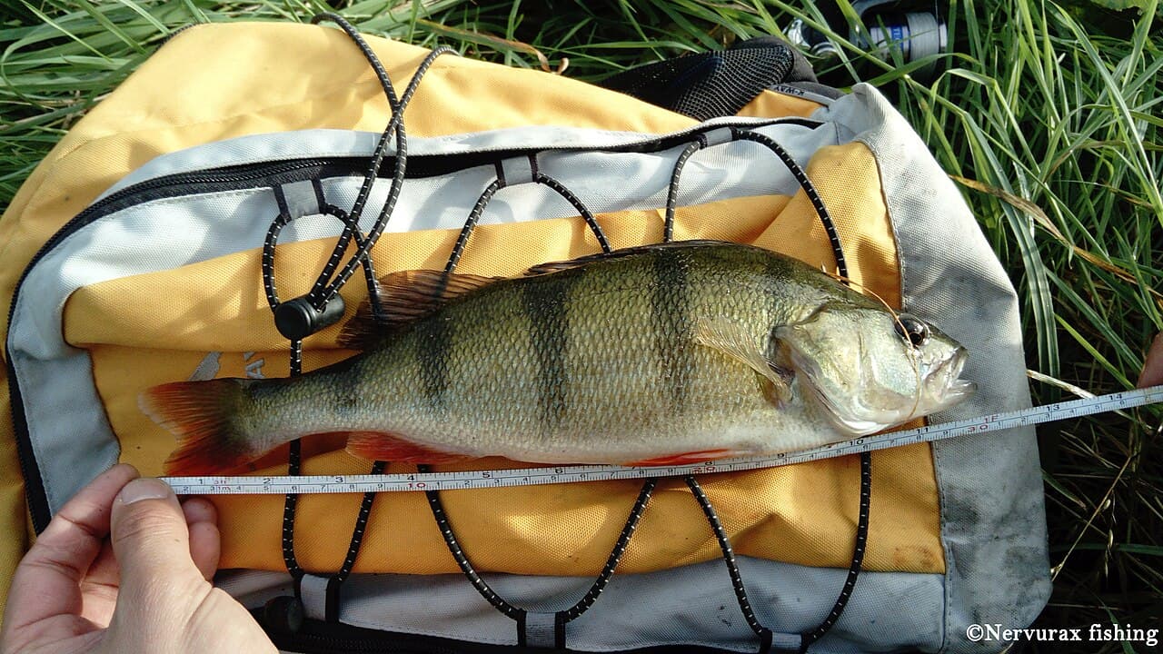 A perch, ready for release
