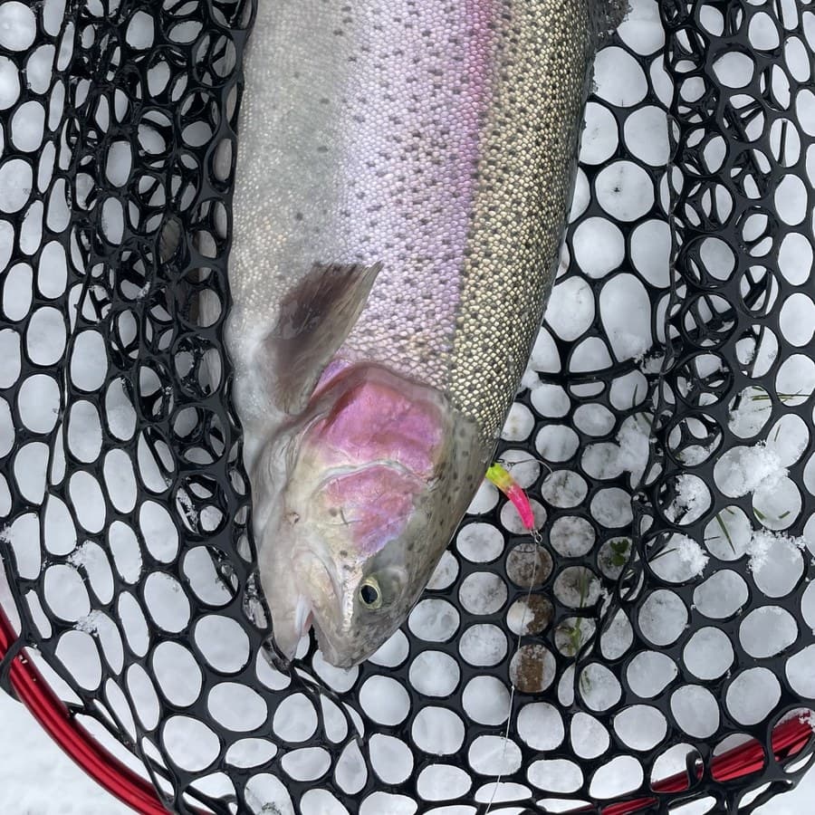 A trout in the net — fishing continues in winter too